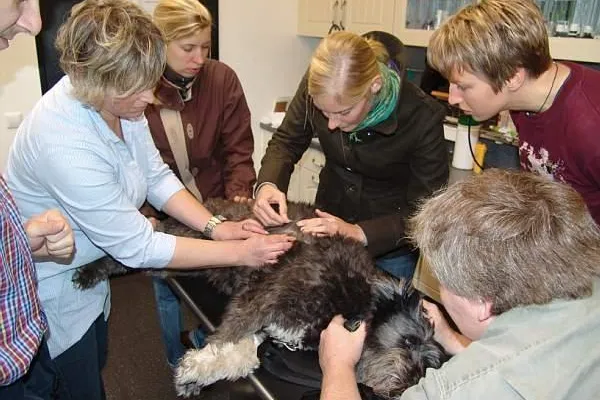 Bild: Patient Kleintier -Hund und Katze