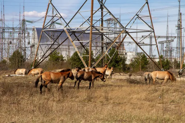 Wildtiere in Tschernobyl ändern ihr Verhalten während russischer Besetzung Bild: Wildtiere in Tschernobyl ändern ihr Verhalten während russischer Besetzung