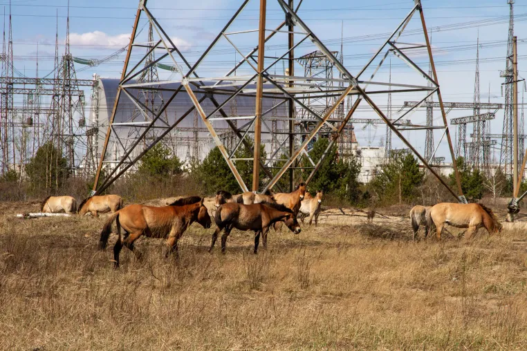 Bild: Wildtiere in Tschernobyl ändern ihr Verhalten während russischer Besetzung