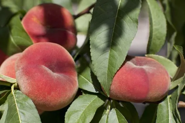 Bild: Steinfrüchte von SanLucar: saftig süße Sommerfreuden aus Spanien