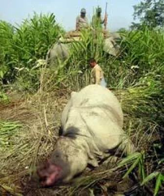 Bild: Rhinos in Gefahr - Die Wilderei an Nashörnern nimmt rasant zu