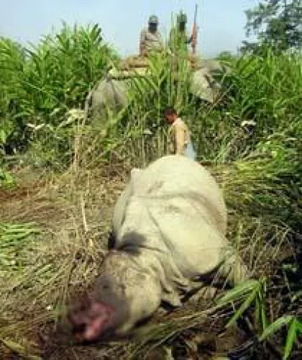 Rhinos in Gefahr - Die Wilderei an Nashörnern nimmt rasant zu Bild: Rhinos in Gefahr - Die Wilderei an Nashörnern nimmt rasant zu