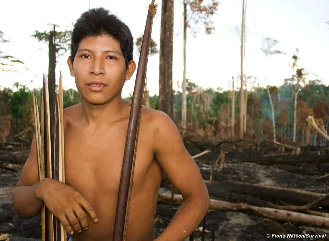 Illegale Abholzung könnte die Awá, das bedrohteste Volk der Welt, auslöschen. © Survival