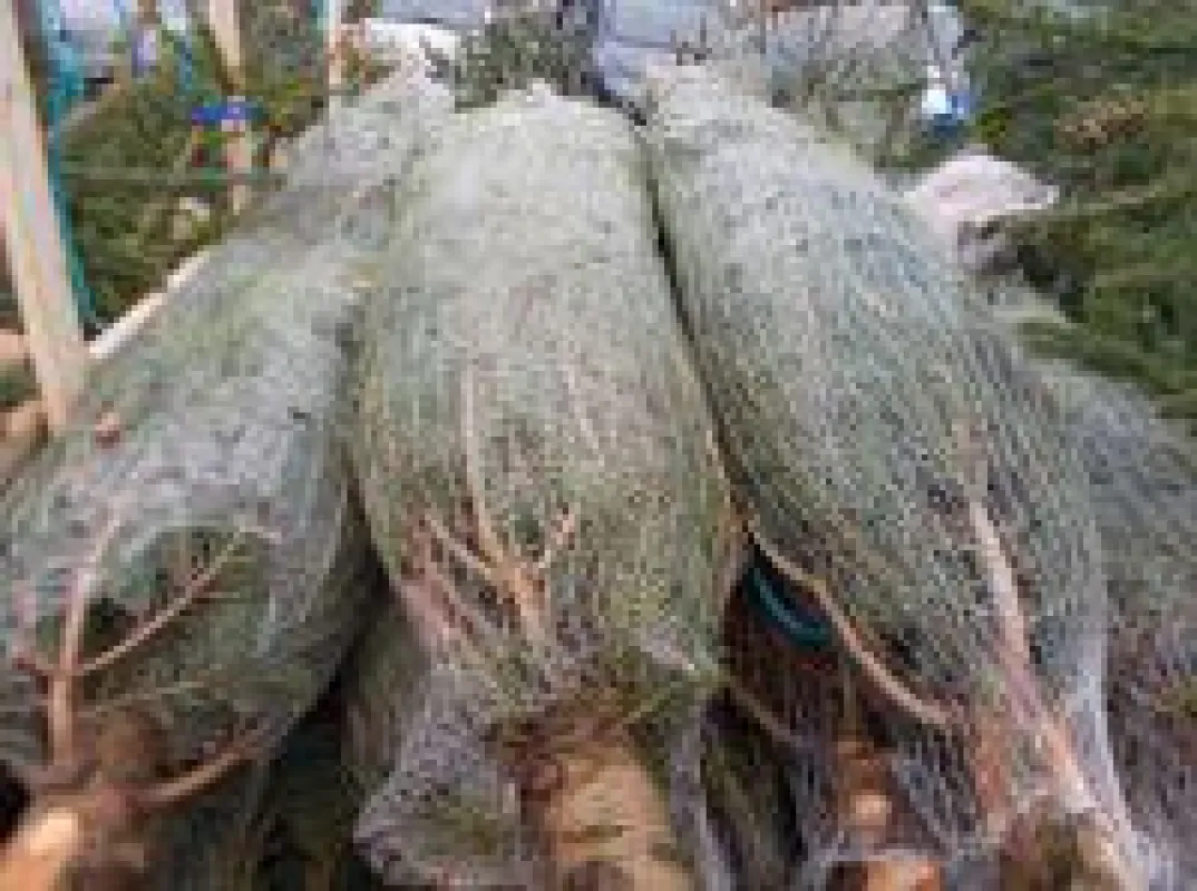 Weihnachtsbaum Großhändler Deutschland