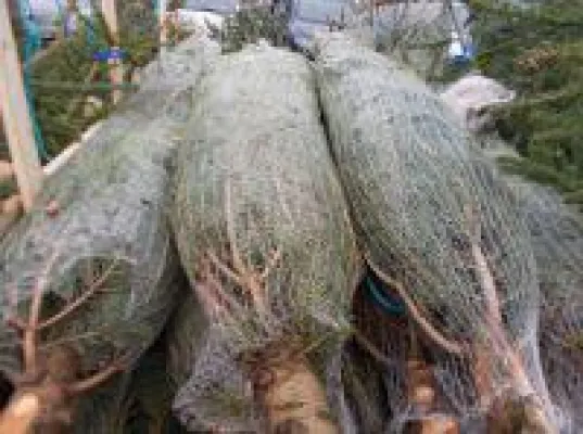 Bild: Neue Weihnachtsbäume für Deutschland