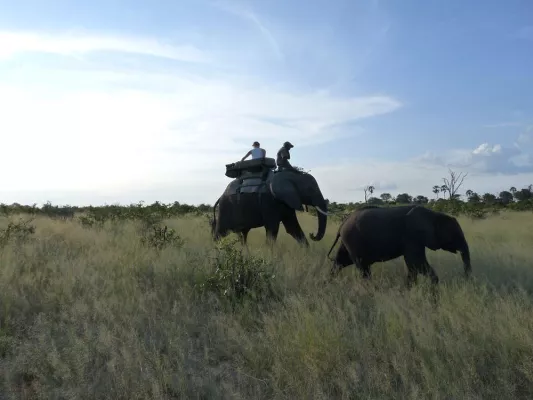 Mit Genuss Touren Elefanten in Botswana hautnah erleben Bild: Mit Genuss Touren Elefanten in Botswana hautnah erleben