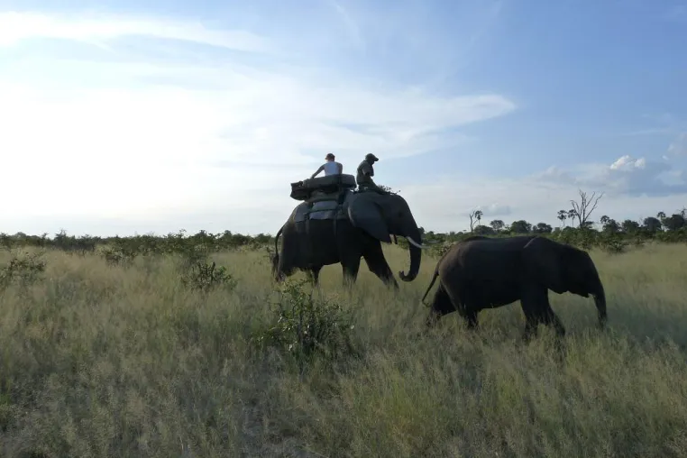 Bild: Mit Genuss Touren Elefanten in Botswana hautnah erleben