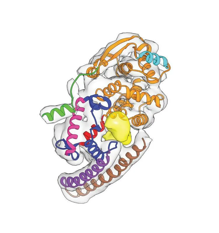 Erbgut im Klammergriff: Ein Ausleger des Nukleoprotein-Knäuels (unten) umfasst die kostbare RNA (gelb), die das Genom des Ebola-Virus trägt. ((Abbildung: John Briggs; das Bild darf nur für die Berich