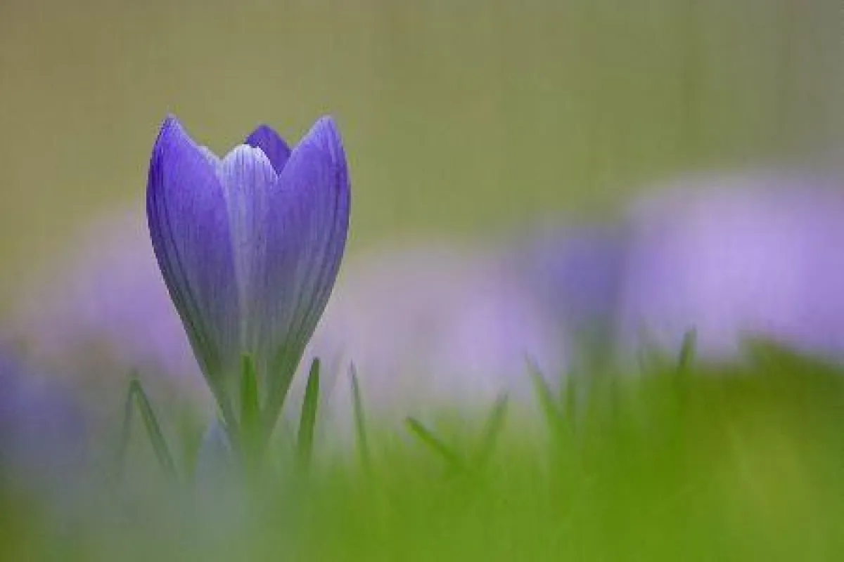 Fotoworkshop Digitale Makrofotografie mit Dr. Hans-Peter Schaub