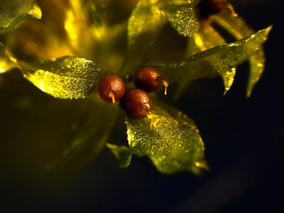 Moose vermehren sich, anders als Samenpflanzen, nicht durch Samen, sondern durch mikroskopisch kleine Sporen, aus denen die neue Pflanze auskeimt. ((Foto: Rabea Meyberg, AG Rensing; die Abbildung darf