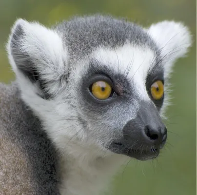 Bild: 3-tägiges Fotoseminar „Tiere sehen lernen und fotografieren“ im Allwetterzoo Münster