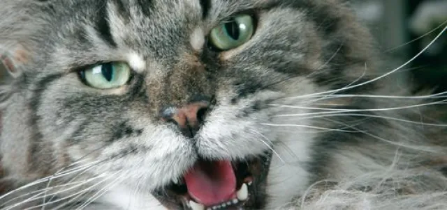 Bild: Wirksam gegen Plaque bei Katzen – Vitamin C im BEWITAL Katzenfutter