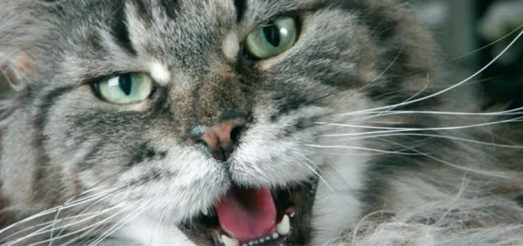 Bild: Wirksam gegen Plaque bei Katzen – Vitamin C im BEWITAL Katzenfutter