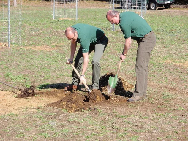 Eine Elsbeere für den Tag des Baumes Bild: Eine Elsbeere für den Tag des Baumes