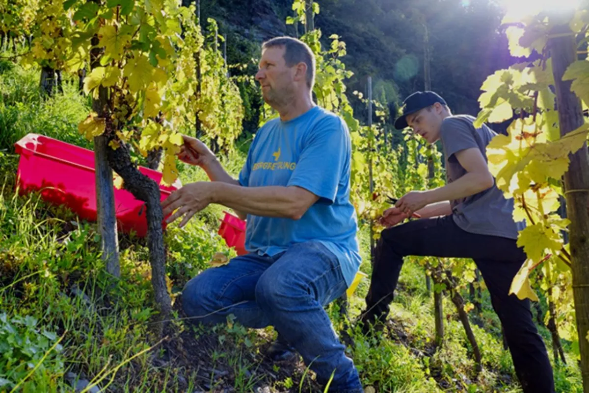 Daniel Vollenweider (l.) bei der Lese in der Steillage „Wolfer Goldgrube“.  © Weingut Vollenweider