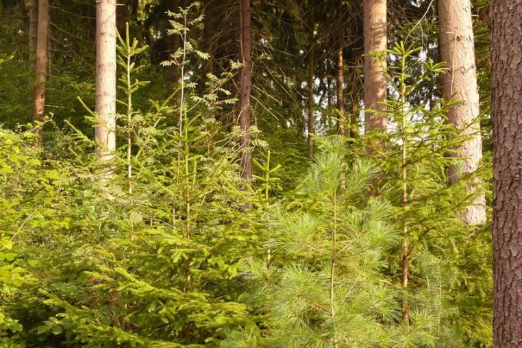 Bild: Nadelholz bleibt wichtig für wirtschaftliche und klimapolitische Ziele - nicht nur in NRW