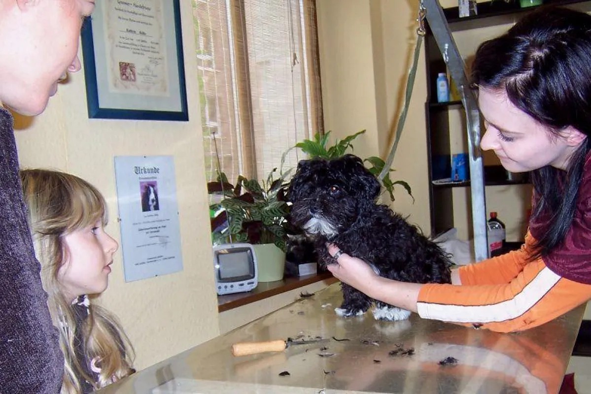 Hundefriseurin Anja Schmidt gibt den Besitzern Tipps zur Pflege von Bolonka Zwetna Welpendame Kiki
