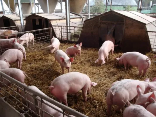 Bild: Tierschützer fordern: Umkehr zu artgerechter Nutztierhaltung