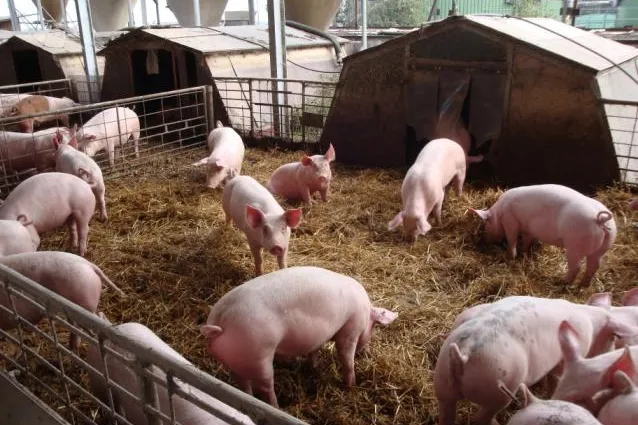 Tierschützer fordern: Umkehr zu artgerechter Nutztierhaltung Bild: Tierschützer fordern: Umkehr zu artgerechter Nutztierhaltung