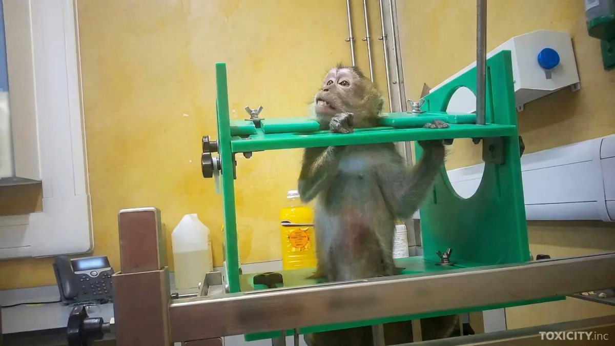 Affe in Fixierungsapparatur (© TOXICITY.inc)