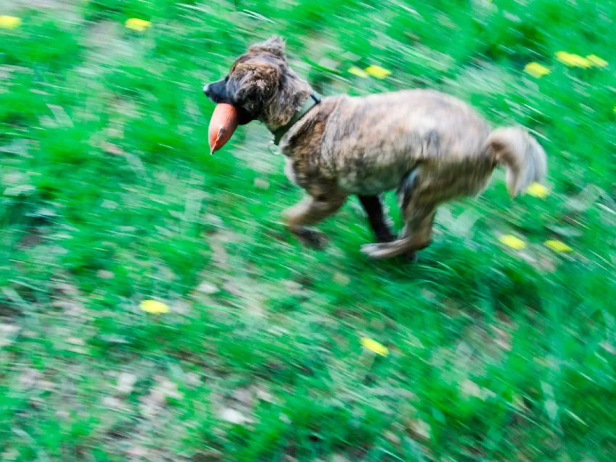 Das Apportieren schult, sowohl den Menschen als auch den Hund, im Umgang mit Beute.