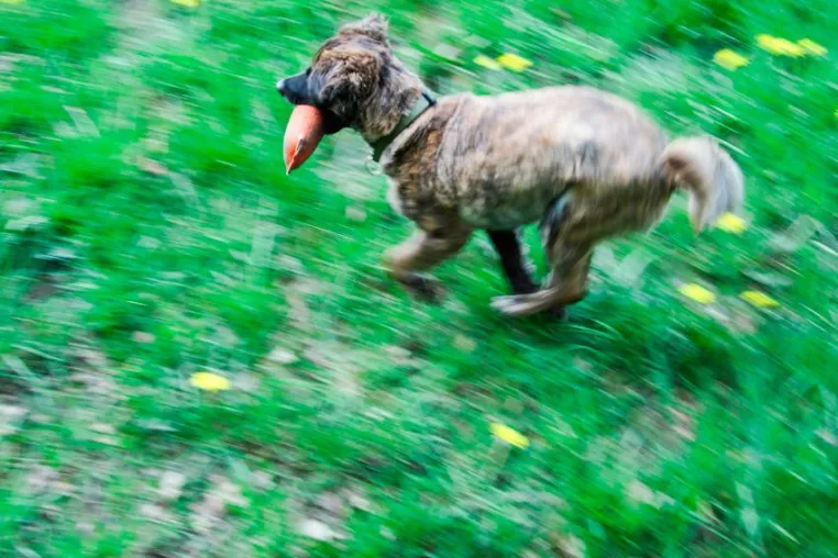 Beißunfälle mit Kindern vermeiden: Hundeschule erweitert Angebot Bild: Beißunfälle mit Kindern vermeiden: Hundeschule erweitert Angebot