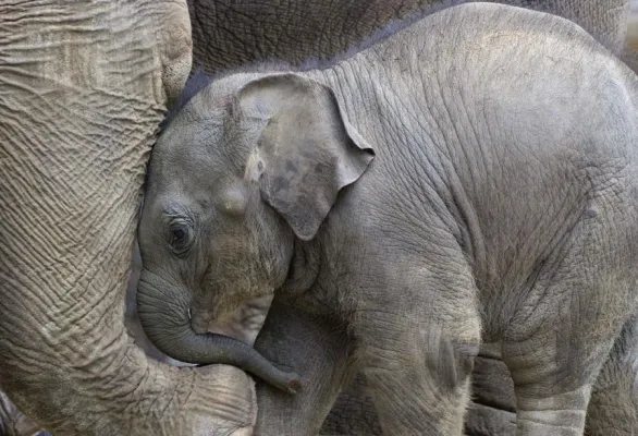 3-tägiger Fotokurs „Tiere sehen lernen und fotografieren“ in verschiedenen Zoos - Erstmals auch in Emmen (NL) Bild: 3-tägiger Fotokurs „Tiere sehen lernen und fotografieren“ in verschiedenen Zoos - Erstmals auch in Emmen (NL)