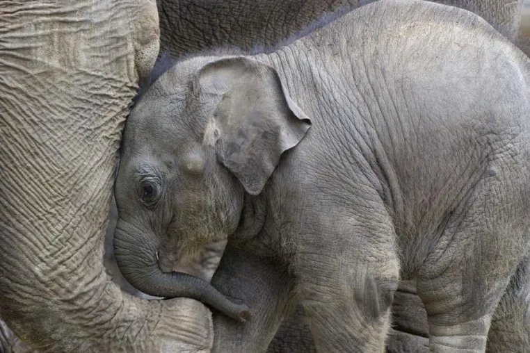 3-tägiger Fotokurs „Tiere sehen lernen und fotografieren“ in verschiedenen Zoos - Erstmals auch in Emmen (NL) Bild: 3-tägiger Fotokurs „Tiere sehen lernen und fotografieren“ in verschiedenen Zoos - Erstmals auch in Emmen (NL)