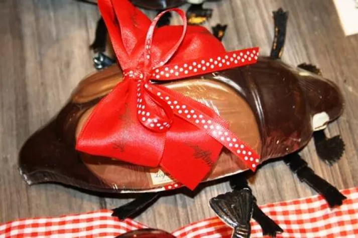 Schoko-Maikäfer-Saison ist eröffnet Bild: Schoko-Maikäfer-Saison ist eröffnet