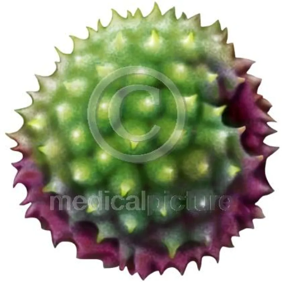 Ambrosia - die gemeinste Polle der Welt von medicalpicture