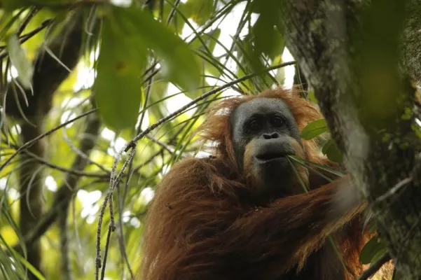 Bild: UZH Anthropologists Describe Third Orangutan Species