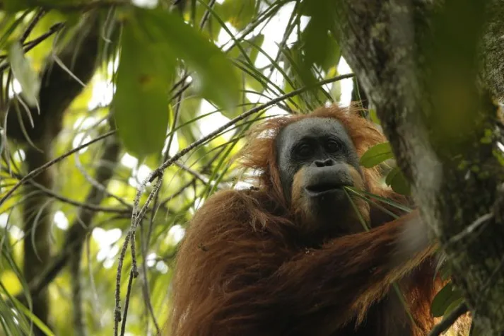UZH Anthropologists Describe Third Orangutan Species Bild: UZH Anthropologists Describe Third Orangutan Species