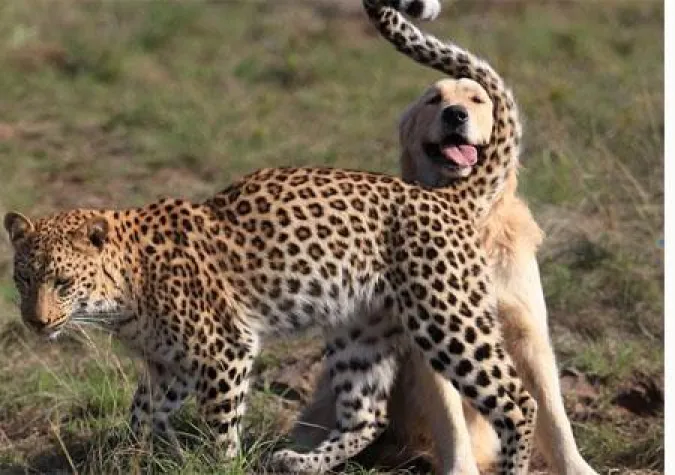 Bild: Leopard und Golden Retriever sind beste Freunde
