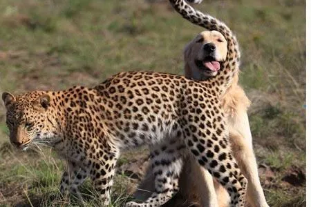 Bild: Leopard und Golden Retriever sind beste Freunde