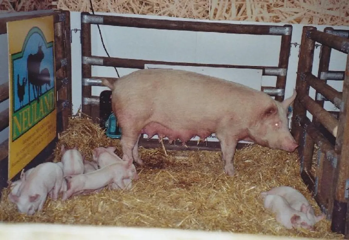 Bei ?Neuland? müssen die Sauen nicht in Eisengestelle eingesperrt zu werden, weil sie und die Ferkel deutlich mehr Platz bekommen.