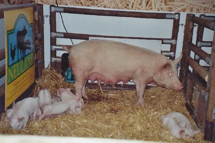 Internationale Grüne Woche: Ferkel mit Ringelschwanz Bild: Internationale Grüne Woche: Ferkel mit Ringelschwanz