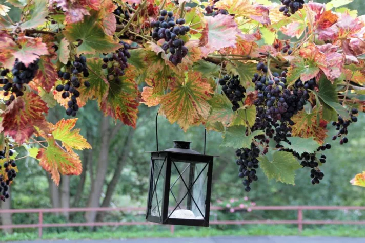 Bild: Jubiläum - ein Jahr VinoVia WeinWanderreisen