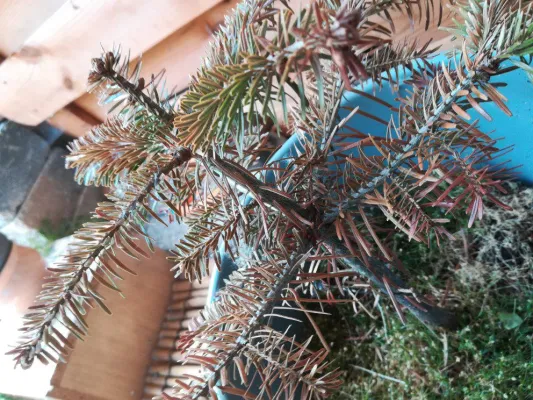 Bild: Weihnachtsbäume in Gefahr