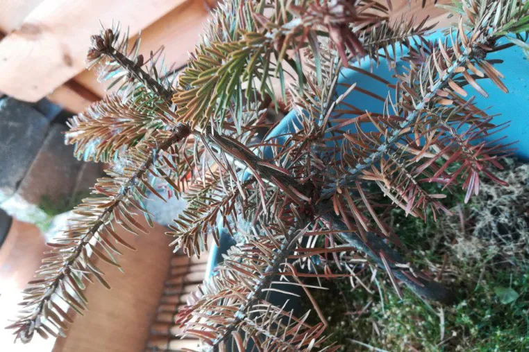 Bild: Weihnachtsbäume in Gefahr