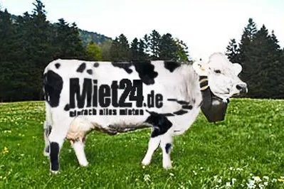 Die Kühe sind los - Miet24.de vermietet jetzt auch Kühe Bild: Die Kühe sind los - Miet24.de vermietet jetzt auch Kühe