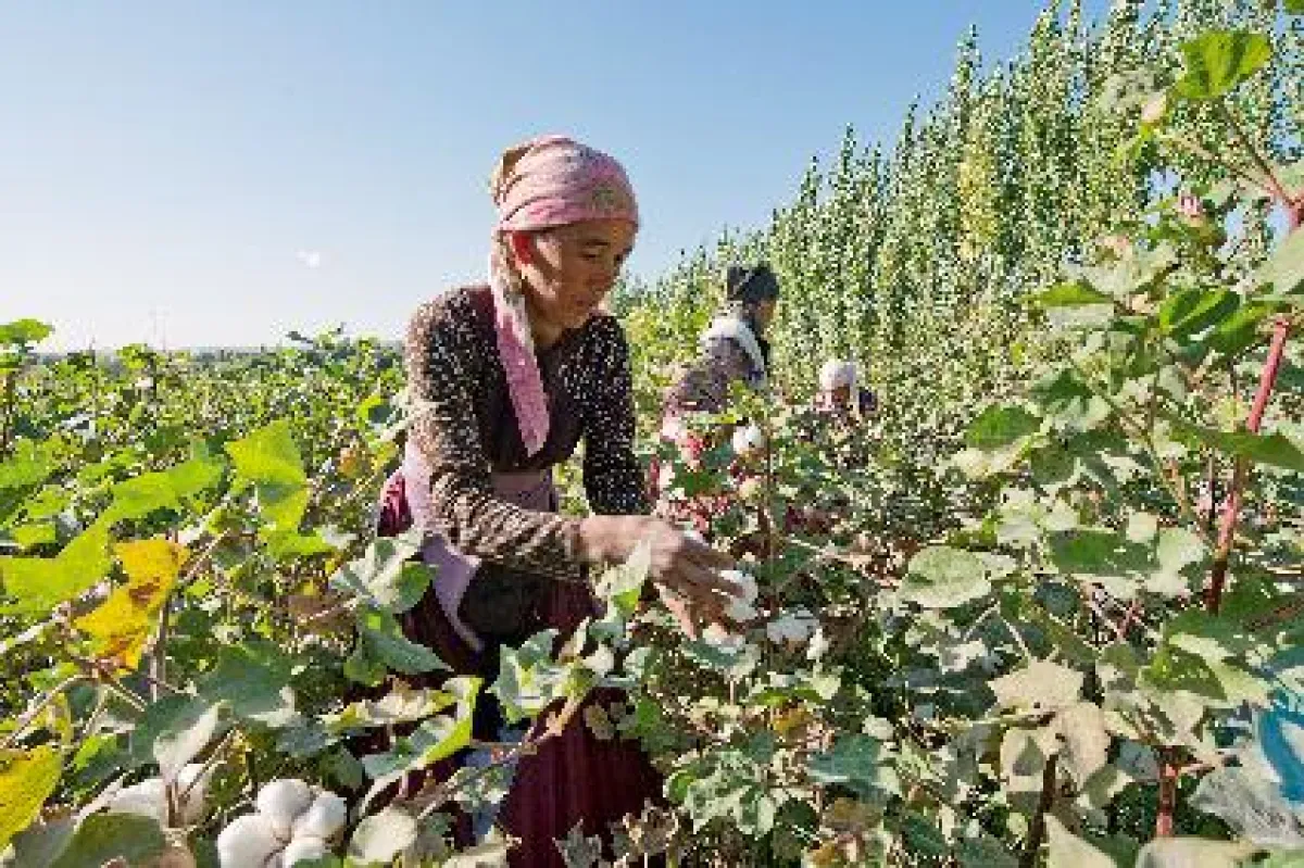 Baumwoll-Ernte im Biofarmers-Projekt, Kirgistan (Foto: Klaus J.A. Mellenthin)