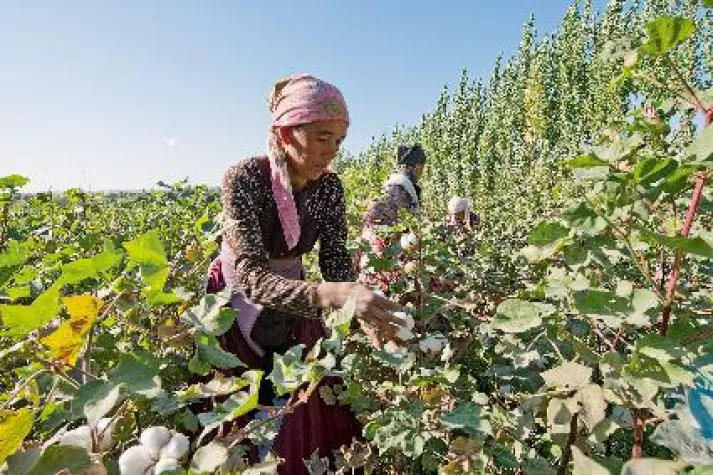 Bild: Cotonea-Kaufvertrag rettet Bio-Baumwollernte in Kirgistan