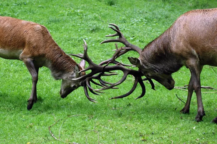 Bild: Hirschbrunft beginnt im Wildpark Eekholt