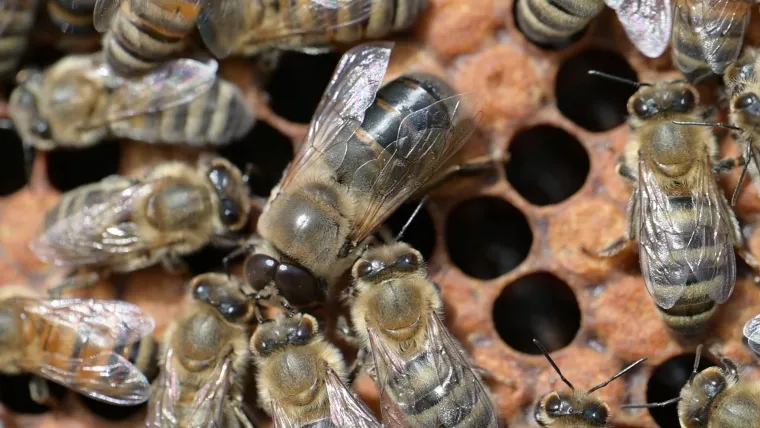 Bild: Mit Bettel-Gen zum Drohnenfutter