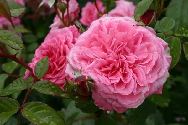 Bild: Zaide – die Edel-Strauchrose der „Gärtner von Eden“ vor der Taufe