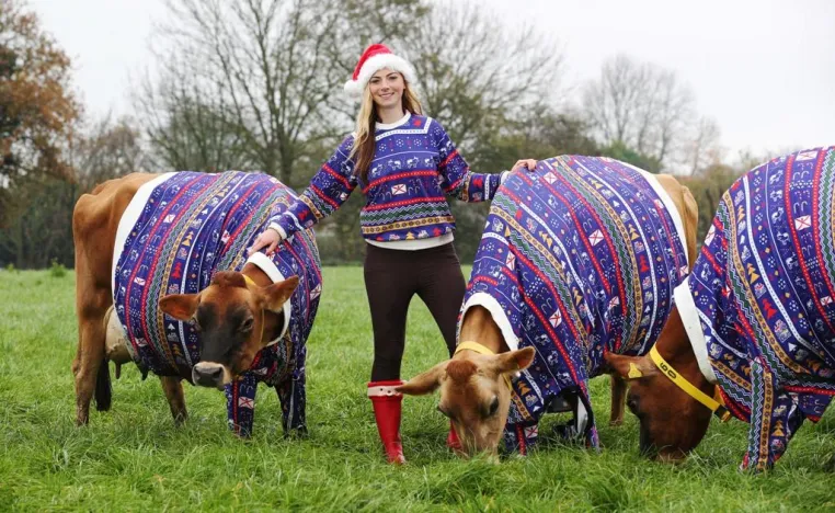 Bild: Jersey-Kühe im Weihnachtsdress – Farmerin Becky Houzé entwirft Festtags-Pullis für ihre „Girls“