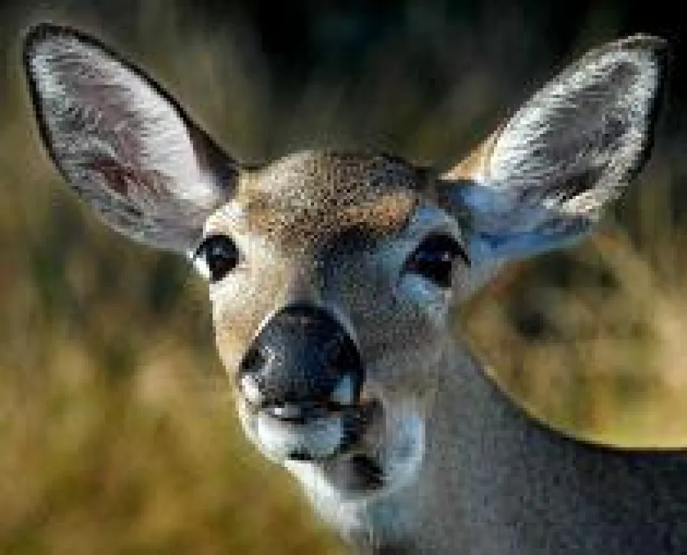Key Deer © Andy Newman Florida Keys News Bureau