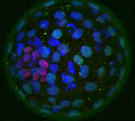 Stammzellzentrum am Helmholtz Zentrum München nimmt Fahrt auf Bild: Stammzellzentrum am Helmholtz Zentrum München nimmt Fahrt auf