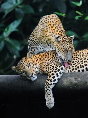 Sri Lankas Natur & Tierwelt - Naturschutz mit Tradition und die schönsten Nationalparks Bild: Sri Lankas Natur & Tierwelt - Naturschutz mit Tradition und die schönsten Nationalparks