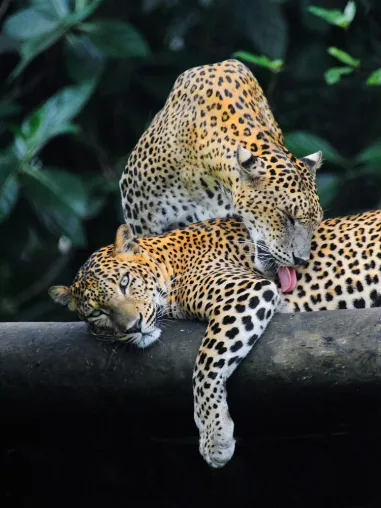 Bild: Sri Lankas Natur & Tierwelt - Naturschutz mit Tradition und die schönsten Nationalparks
